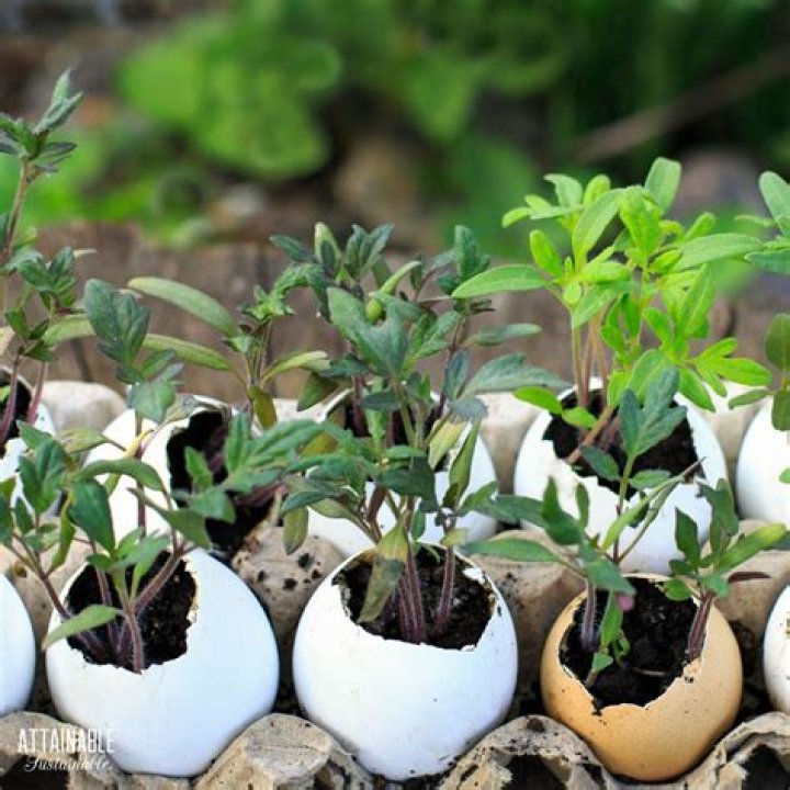 Are egg shells good for tomato plants?