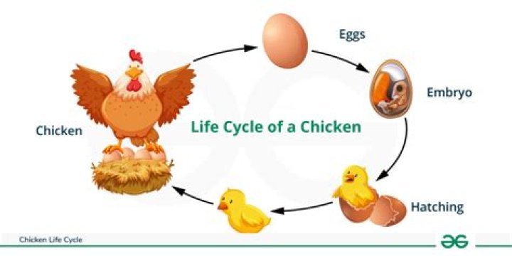 Are eggs chicken periods?