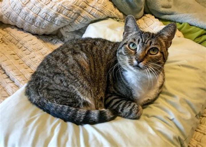 Are grey tabbies nice?