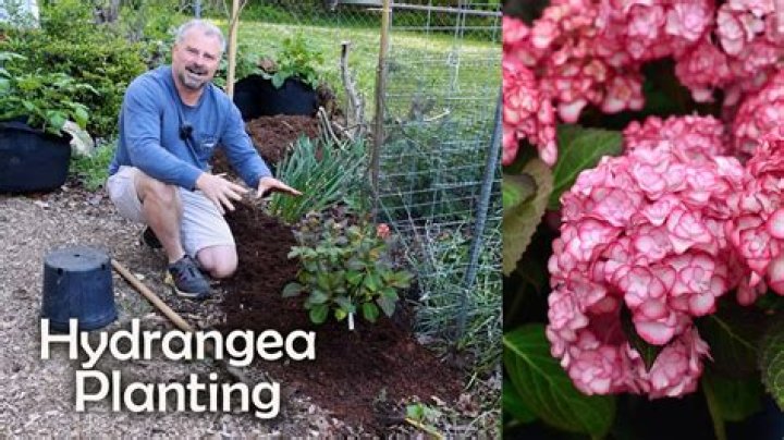 Are hydrangeas hard to keep alive?