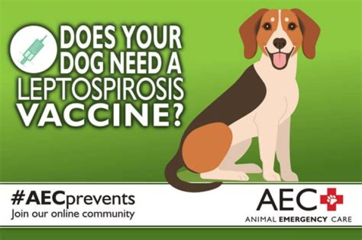 Are there side effects to lepto vaccine?