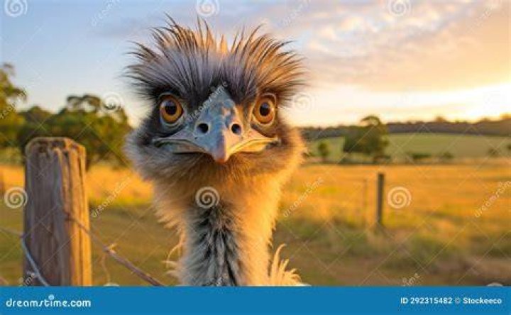 Australian cousin of the ostrich