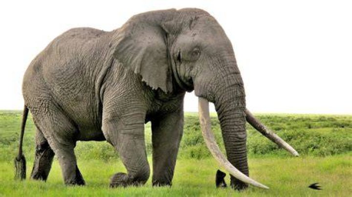 Big ___ elephant: 2 wds.