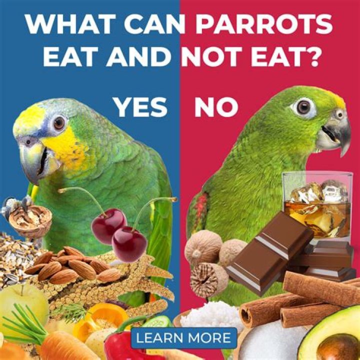 Can a parrot eat rice?