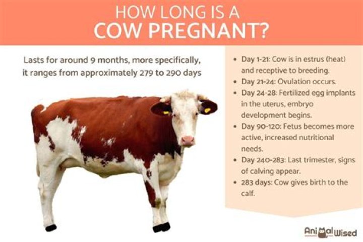 Can a pregnant cow show signs of heat?