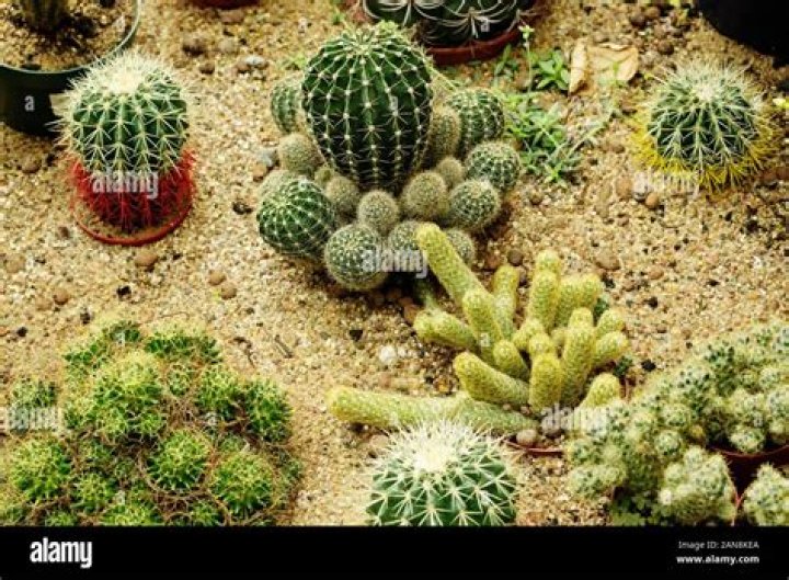 Can cactus grow in sand only?