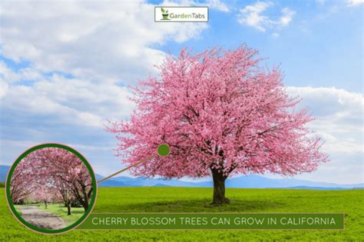 Can cherry trees grow in Hawaii?