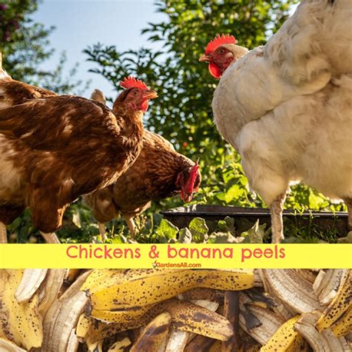 Can chickens eat banana?