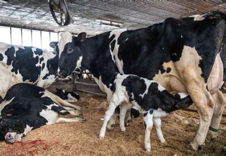Can cows give birth alone?