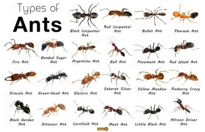 Can giant ants exist?