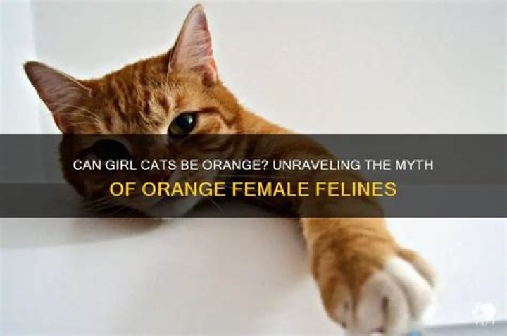 Can girl cats be orange?