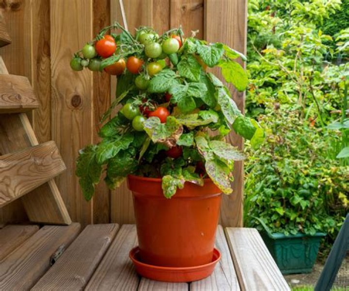 Can tomatoes make you itchy?