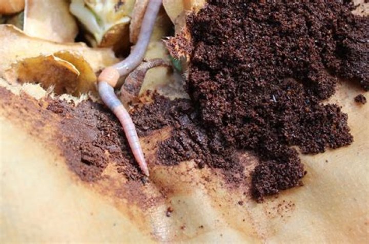 Can worms eat coffee grounds?