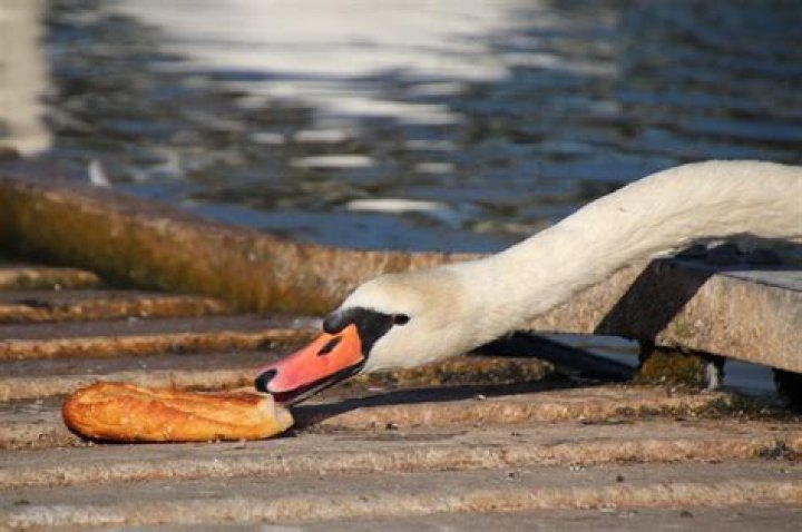 Can you eat swans?