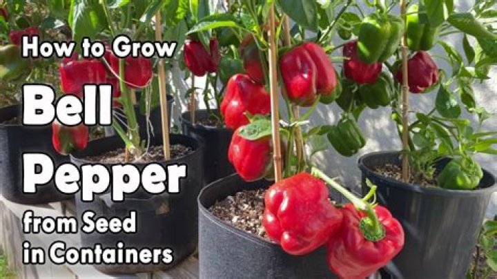 Can you grow peppers from the seeds inside a pepper?