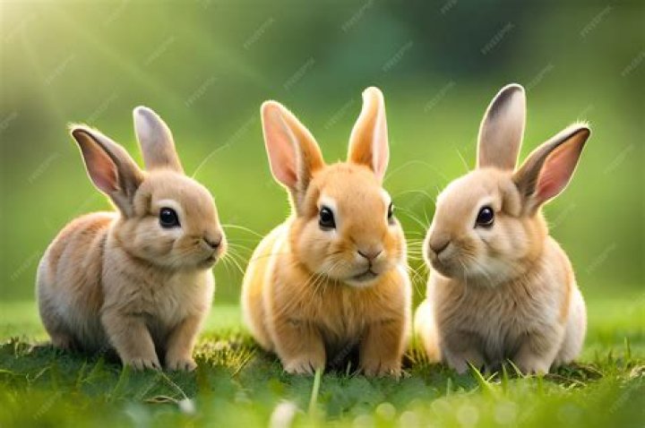 Can you keep 3 rabbits together?