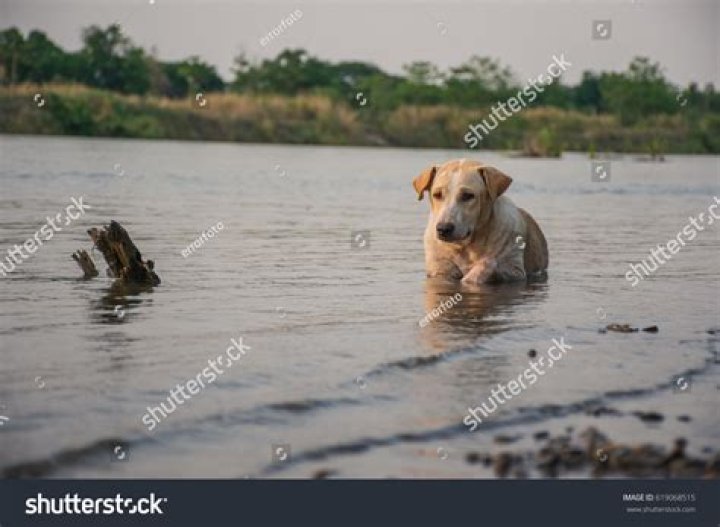 Do dogs drown easily?