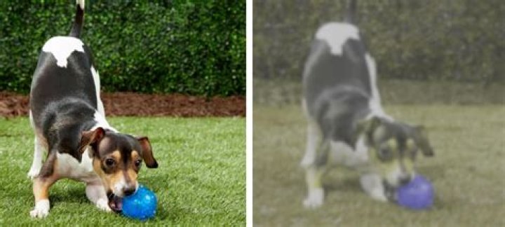Do dogs see you as their mother?