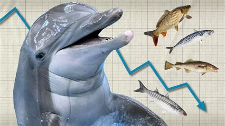 Do dolphins drown themselves?