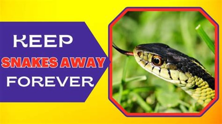 Do fake snakes keep cats away?