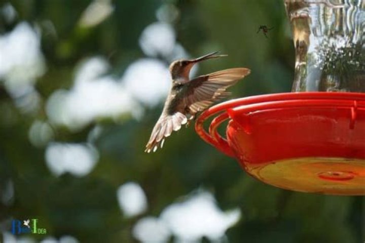 Do hummingbird feeders attract mosquitoes?