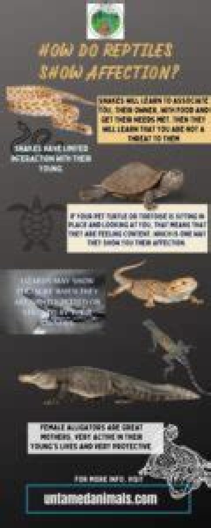 Do reptiles show affection?