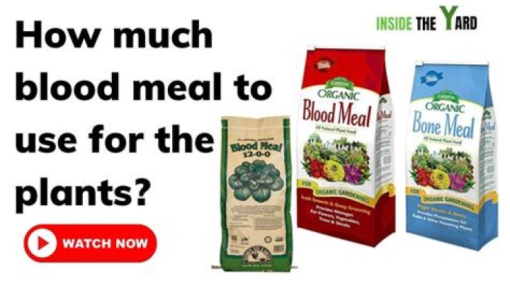 Do roses like blood meal?