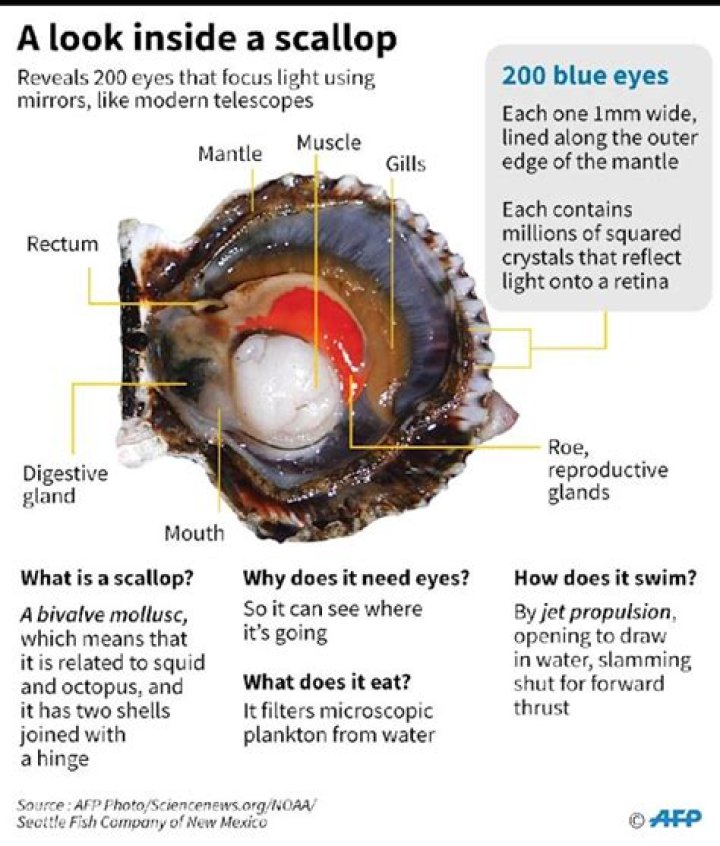 Do scallops have a brain?