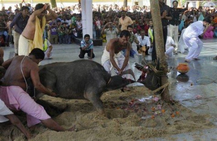 Do they eat beef in India?