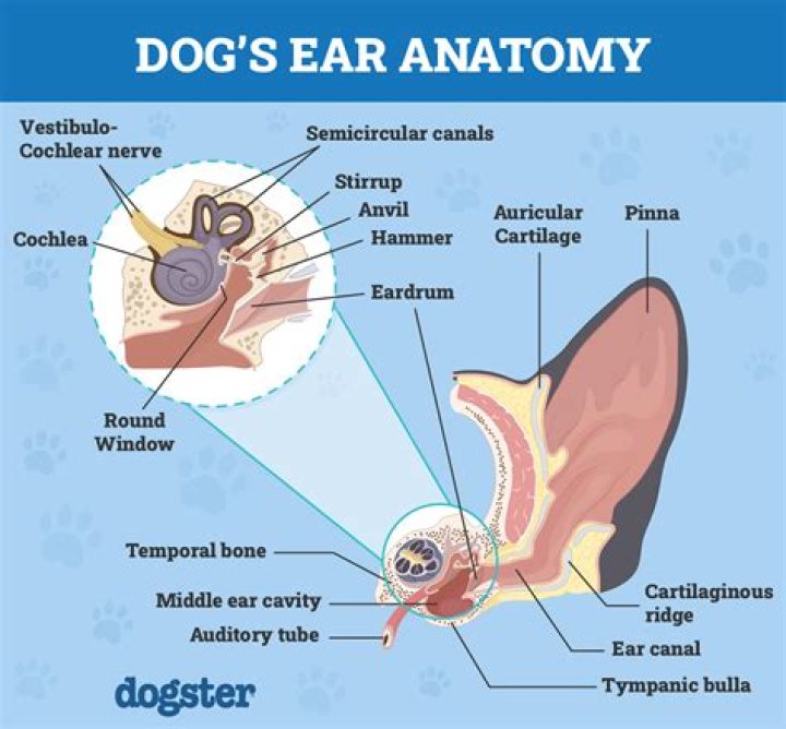 Do you trim inside dog's ears?