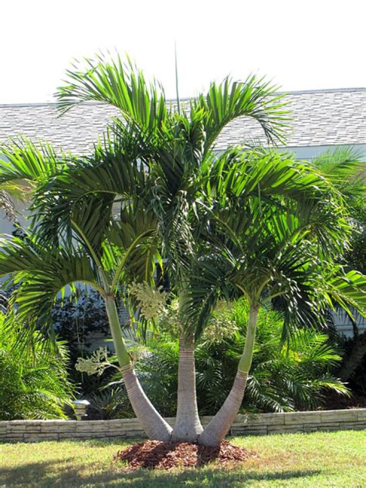 How big do Christmas palms get?