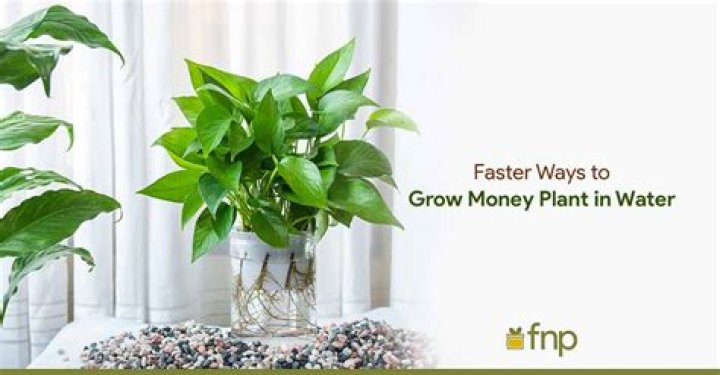 How can I make my money plant grow faster in water?
