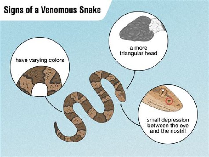 How can you tell if a snake is dehydrated?