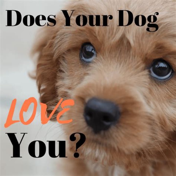 How do dogs tell you they love?