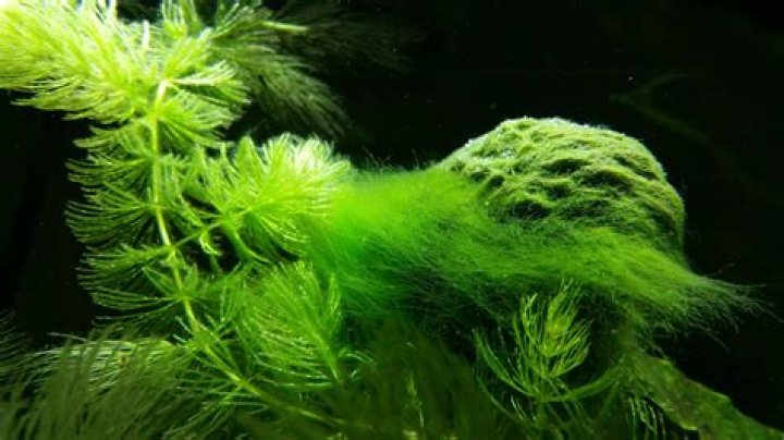 How do I get algae off my silk aquarium plants?