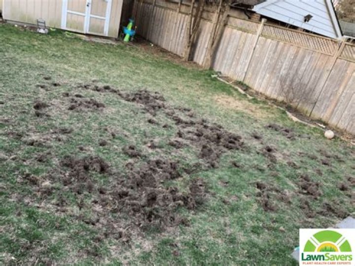 How do I stop skunks and raccoons from digging up my lawn?