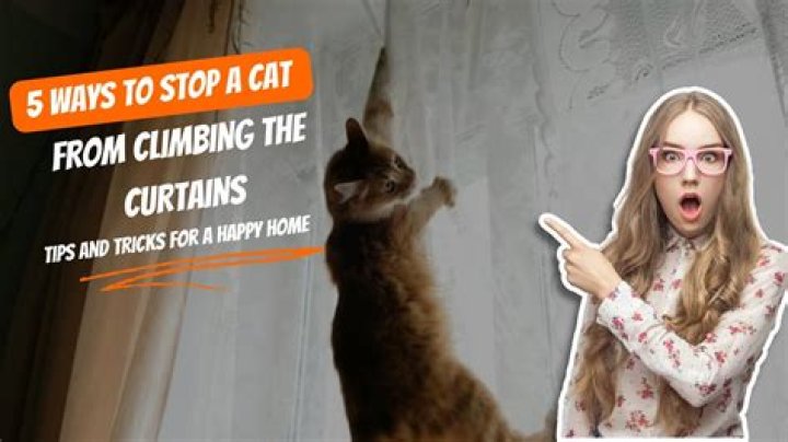 How do you keep cats from climbing on things?
