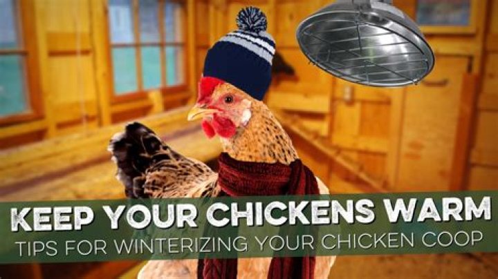 How do you keep chickens worm free?