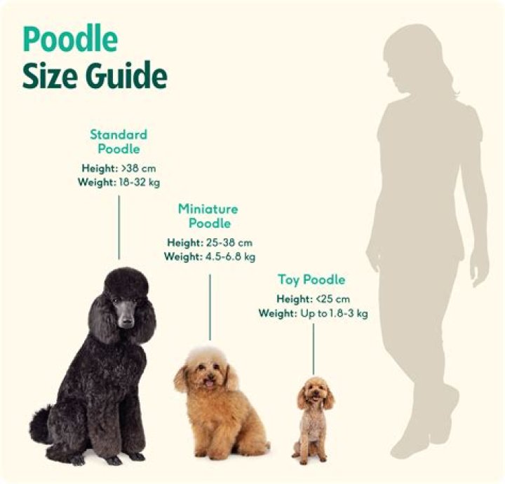 How do you train a Poodle to calm down?