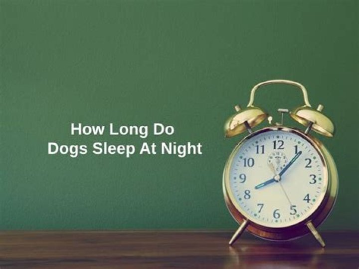How long do dogs sleep at night?