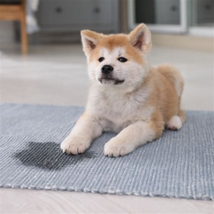 How long do you leave baking soda on carpet to deodorize?
