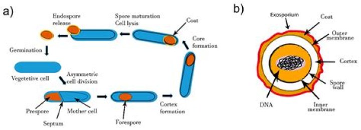 How long does it take to become ill from Bacillus cereus?