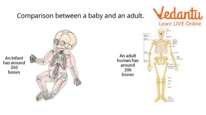 How many bones do you break when you give birth?