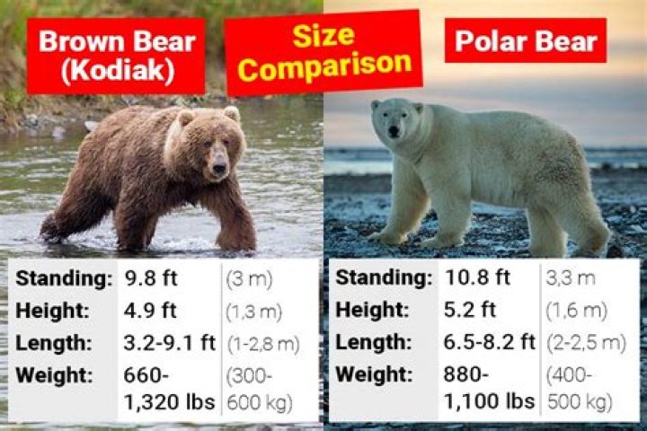 How much is a polar bear cost?