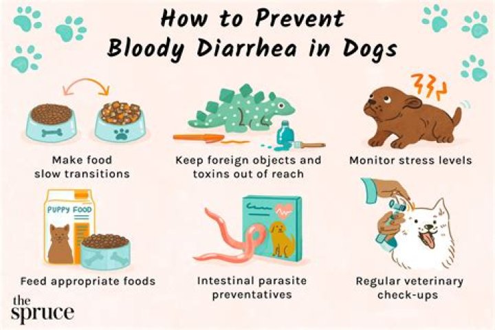 How much rice should I give my dog for diarrhea?