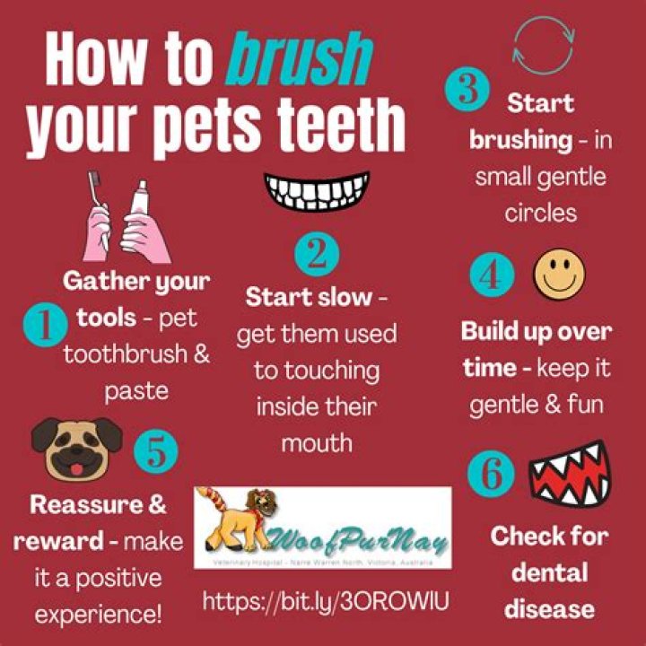 How often should you brush your puppy's teeth?