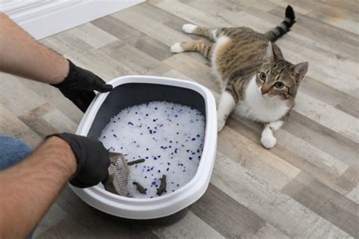 How often should you change a cat's litter?