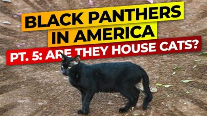 Is a black house cat a panther?