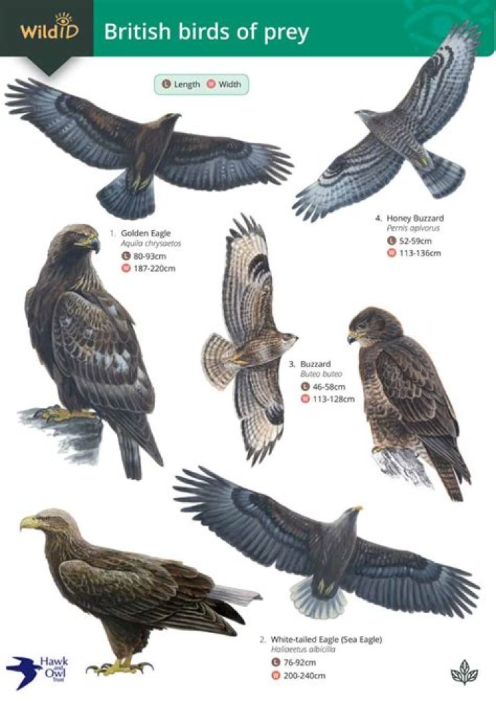 Is Birds of Prey PG-13?