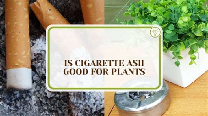 Is cigarette ash good for soil?